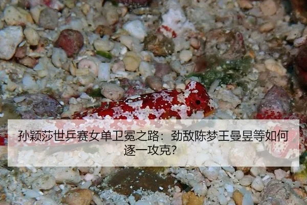 孙颖莎世乒赛女单卫冕之路：劲敌陈梦王曼昱等如何逐一攻克？